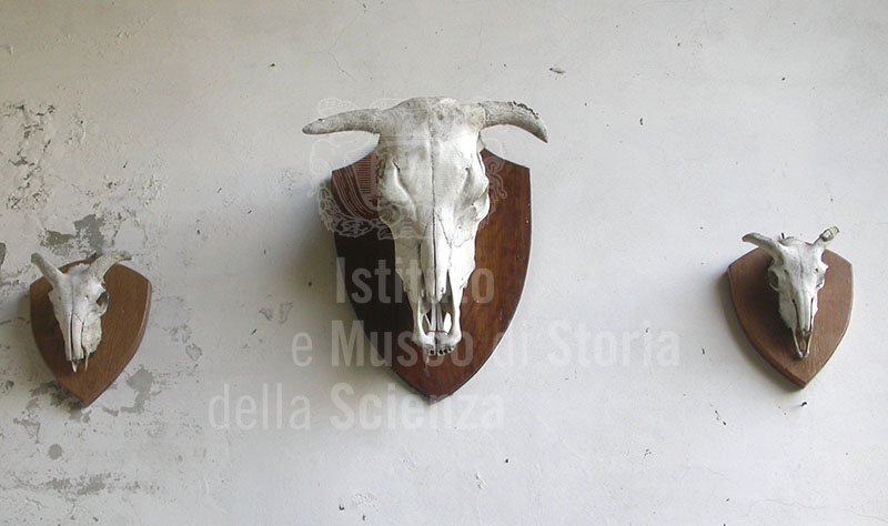 Animal skulls at the entance to the Museo del Bosco e dalla Montagna di Stia.
