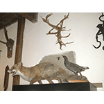 Stuffed fox, Museo del Bosco e dalla Montagna, Stia.