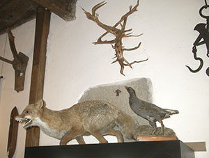 Stuffed fox, Museo del Bosco e dalla Montagna, Stia.