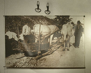 Foto storica raffigurante una vecchia slitta da trasporto, Museo del Bosco e dalla Montagna, Stia.