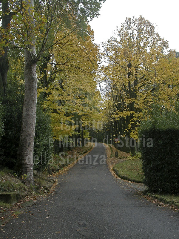 Viale di accesso a Villa Montalto, Firenze.