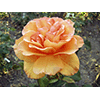 Specimen of Doris Thysterman rose, Roseto Botanico Carla Fineschi, Cavriglia.