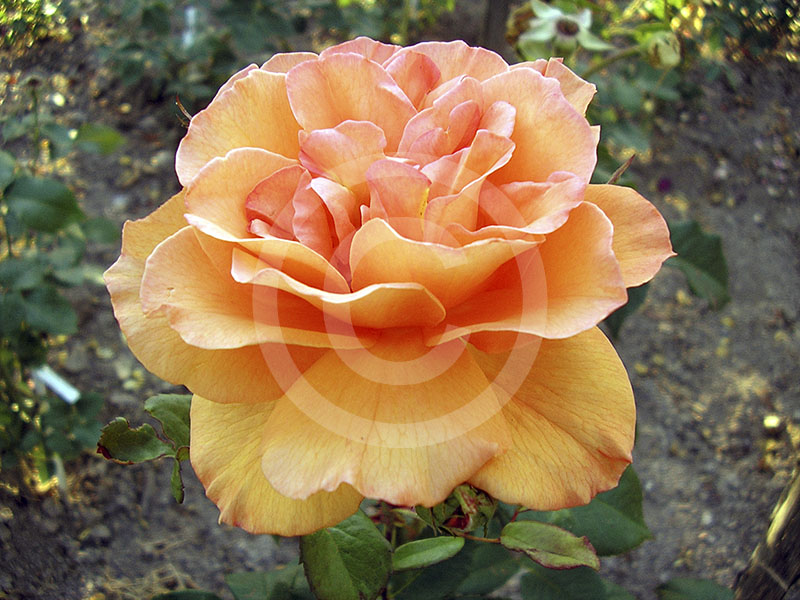 Esempare di rosa Doris Thysterman, Roseto Botanico Carla Fineschi, Cavriglia.