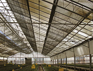 Interior of the greenhouse system fed by the geothermal station of Radicondoli.