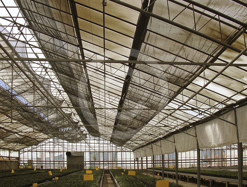 Interior of the greenhouse system fed by the geothermal station of Radicondoli.
