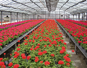 Geraniums in a greenhouse fed by the geothermal station at Radicondoli.