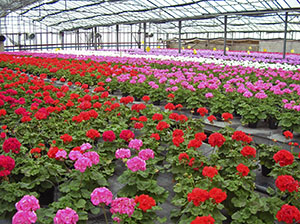 Geraniums in a greenhouse fed by the geothermal station at Radicondoli.