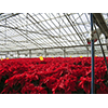 Poinsettia (Poinsettia pulcherrima) in the greenhouse fed by the geothermal plant of Radicondoli.