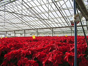 Poinsettia (Poinsettia pulcherrima) in the greenhouse fed by the geothermal plant of Radicondoli.