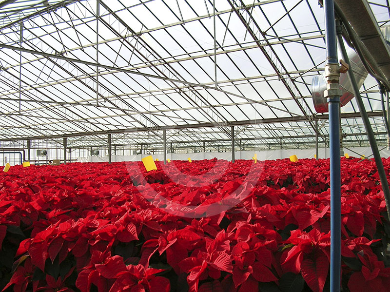 Stelle di Natale (Poinsettia pulcherrima) all'interno dell'impianto serricolo alimentato dalla centrale geotermica di Radicondoli.