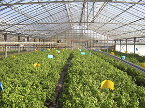 Basil plants in the greenhouse fed by the geothermal station of Radicondoli.