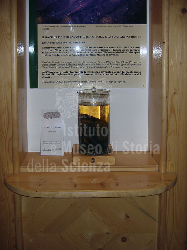 Natrice dal collare, Museo di Storia Naturale della Lunigiana, Aulla.