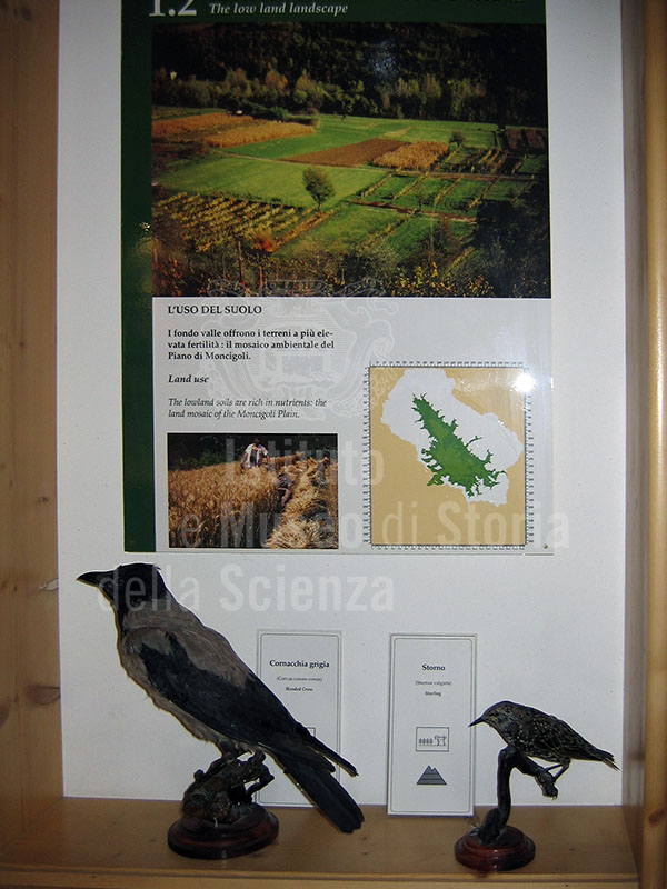 Grey crow and starling, Lunigiana Natural History Museum, Aulla.