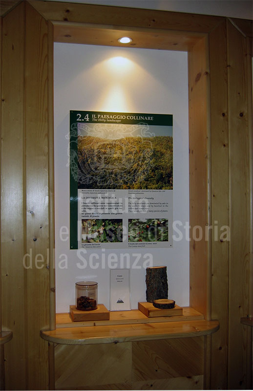 Trunk of "Quercus cerri", Lunigiana Natural History Museum, Aulla.