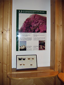Butterflies, Lunigiana Natural History Museum, Aulla.