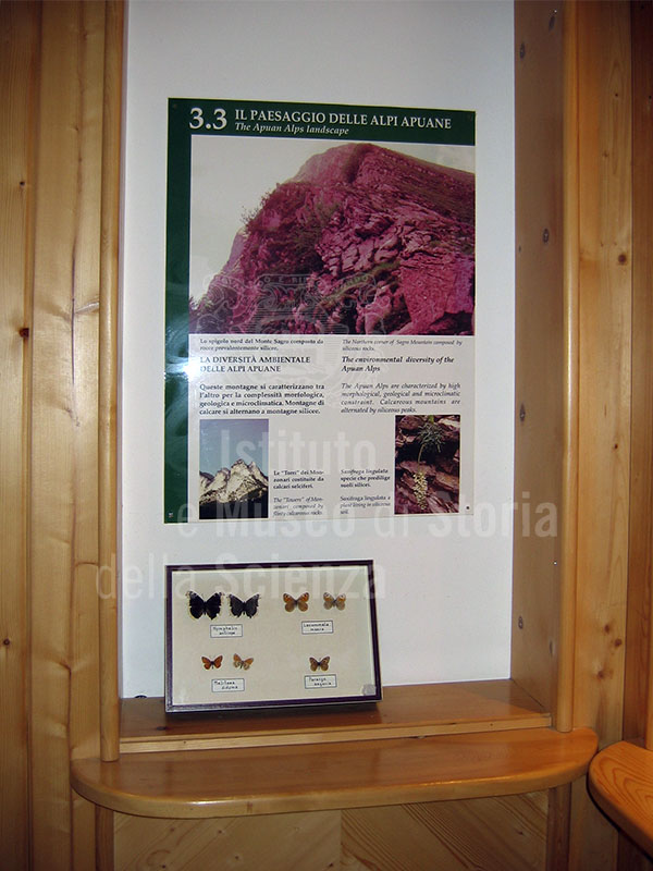 Farfalle, Museo di Storia Naturale della Lunigiana, Aulla.