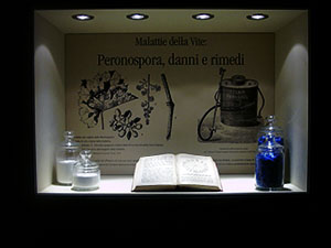 Showcase dedicated to diseases of the grape: Peronospora, Museum of Grapes and Wine, "I Lecci" Wine Culture Centre, Montespertoli.