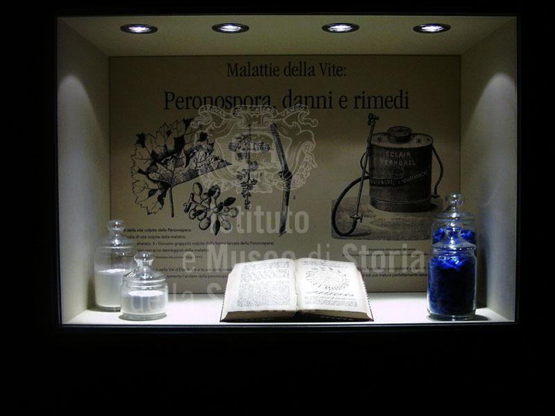 Showcase dedicated to diseases of the grape: Peronospora, Museum of Grapes and Wine, "I Lecci" Wine Culture Centre, Montespertoli.