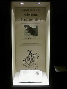 Display case dedicated to diseases of the grapevine: Phyloxera, Museum of Grapes and Wine, "I Lecci" Wine Culture Centre, Montespertoli.