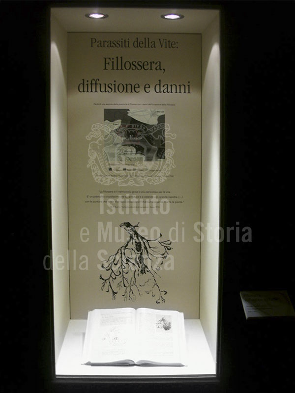 Vetrina dedicata alle malattie della vite: Fillossera, Museo della Vite e del Vino del Centro per la Cultura del Vino "I Lecci", Montespertoli.