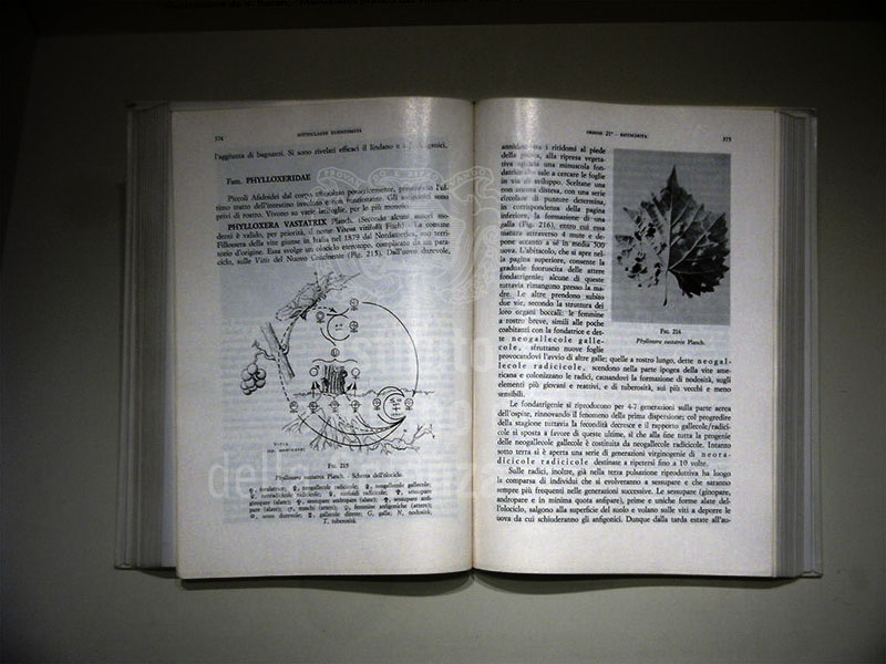 Display case dedicated to diseases of the grapevine: text describing the Phyloxera cycle, Museum of Grapes and Wine, "I Lecci" Wine Culture Centre, Montespertoli.