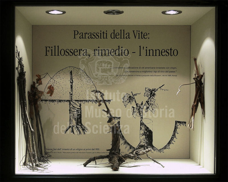 Diseases of the grape vine: Phyloxera, Remedy and grafting, Museum of Grapes and Wine, "I Lecci" Wine Culture Centre, Montespertoli.