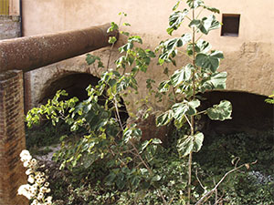 "Bottaccio" pond (1577) that collected the water from the millrace that activated the mill, the ironworks and the furnaces, former ILVA Ironworks Complex, Follonica.