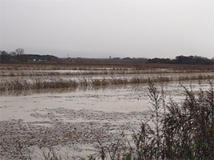 The former Lake of Bientina; in the background, Altopascio.