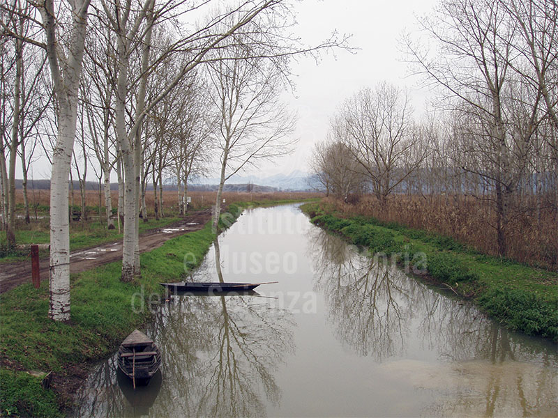 Fucecchio Marshes Nature Reserve,  Area Le Morette, loc. Castelmartini, Larciano.