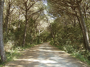 Avenue through the pinewoods of Marina di Cecina Riserva Naturale Biogenetica "Tomboli di Cecina".