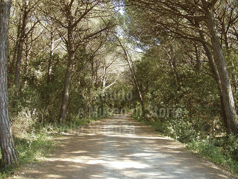 Avenue through the pinewoods of Marina di Cecina Riserva Naturale Biogenetica "Tomboli di Cecina".