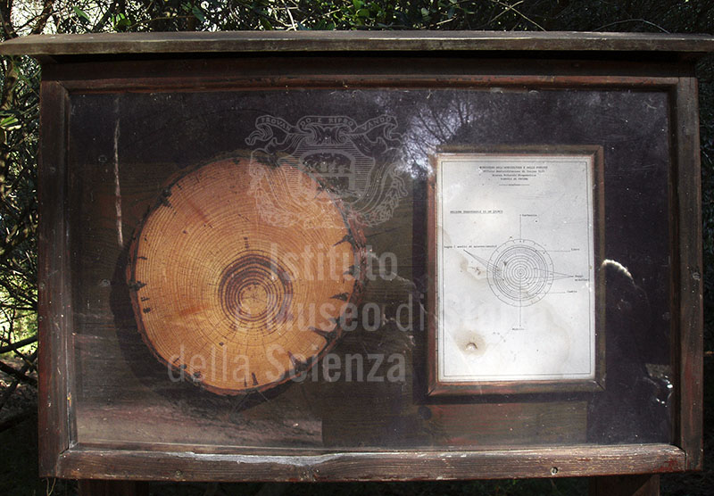 Apparato iconografico che illustra la sezione di un tronco, Riserva Naturale Biogenetica "Tomboli di Cecina".