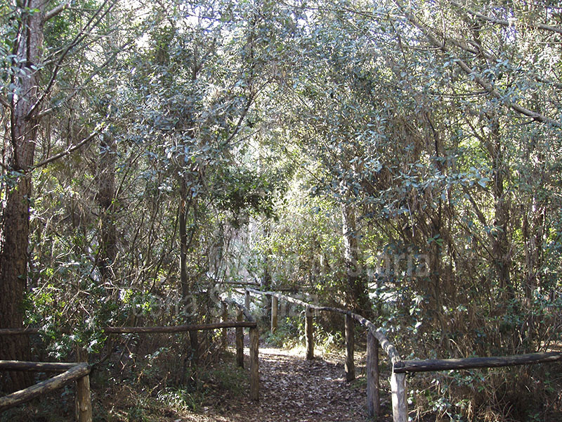 Percorso botanico all'interno dell'arboreto, Riserva Naturale Biogenetica "Tomboli di Cecina".