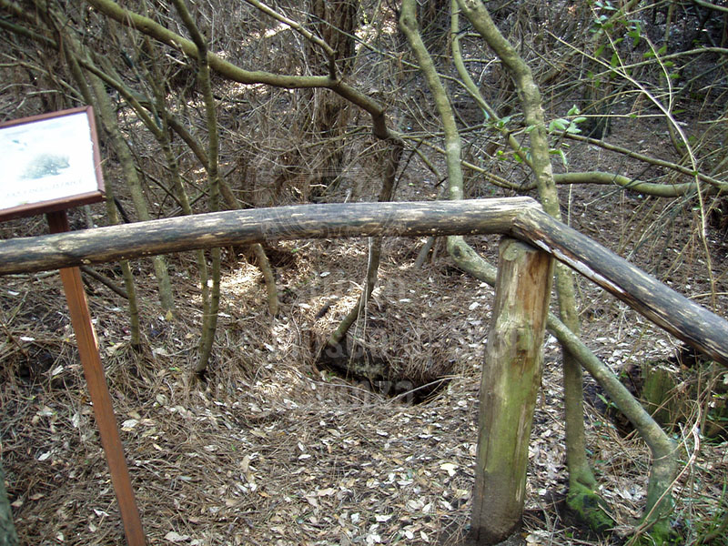 Porcupine's burrow in the arboretum, Riserva Naturale Biogenetica "Tomboli di Cecina".