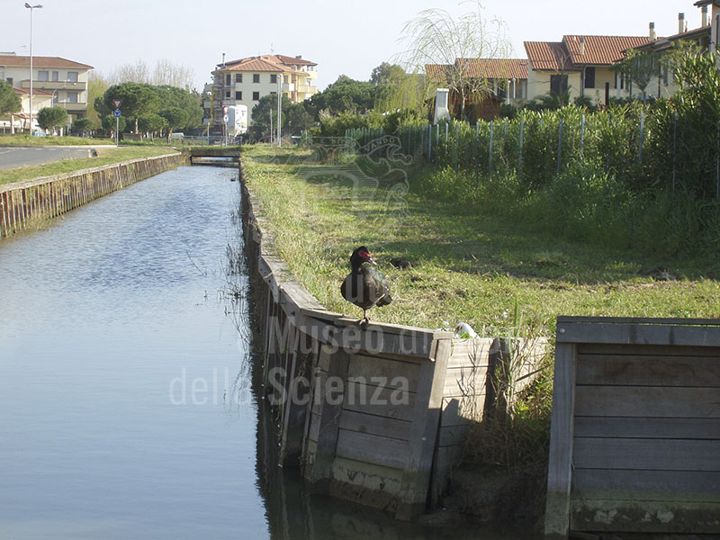 Canal flowing into the canal of Molino a Fuoco. Localit Mazzanta, Vada.