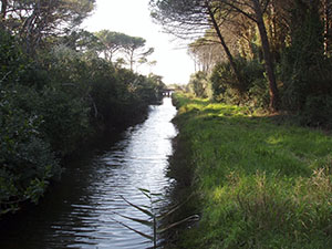 Canal of the Pineta del Molino a Fuoco. Localit Molino a Fuoco, Vada.