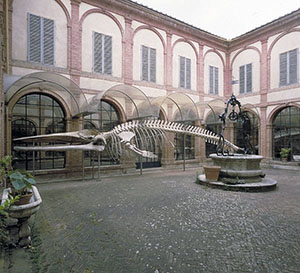 Accademia dei Fisiocritici a Siena: scorcio del cortile con lo scheletro della balenottera, Siena.