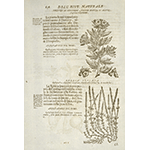 Specimens of medicinal plants: doricnio di Dioscoride and rubbia, Ferrante Imperato, "1550-1625. Historia naturale di Ferrante Imperato ...", Venetia : presso Combi & La No, 1672.
