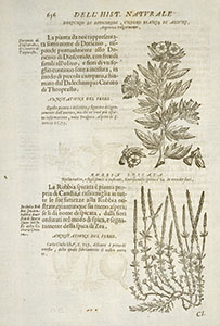 Esemplari di piante officinali: doricnio di Dioscoride e rubbia, Ferrante Imperato, "1550-1625. Historia naturale di Ferrante Imperato ...", Venetia : presso Combi & La No, 1672.