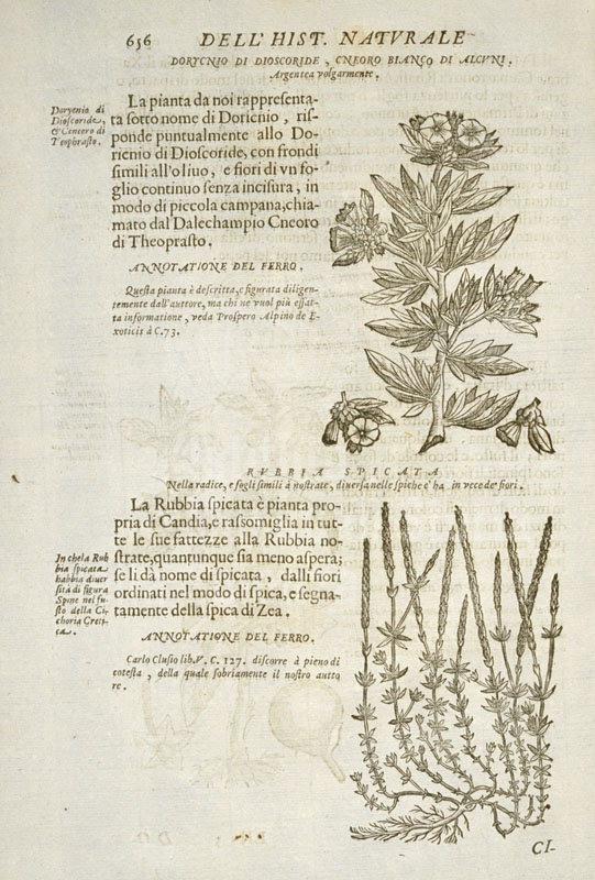 Specimens of medicinal plants: doricnio di Dioscoride and rubbia, Ferrante Imperato, "1550-1625. Historia naturale di Ferrante Imperato ...", Venetia : presso Combi & La No, 1672.