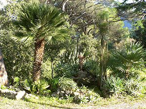 he papyrus pool with other exotic plants in the Botanical Garaden of Ottonella, Portoferraio.
