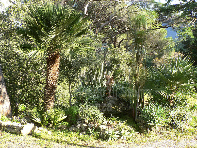 he papyrus pool with other exotic plants in the Botanical Garaden of Ottonella, Portoferraio.