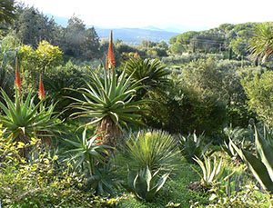 Agaves, aloes and other exotic plants in the Botanical Garden of Ottonella, Portoferraio.