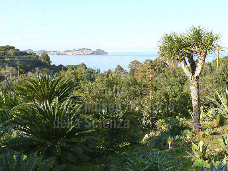 Exotic plants in the Botanical Garden of Ottonella with view of the Portoferraio port.