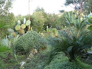 Palme, agavi, opunzie e altre piante esotiche nel Giardino Botanico dell'Ottonella, Portoferraio.