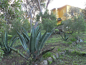 Agaves and other exotic plants in the Botanical Garden of Ottonella, Portoferraio.