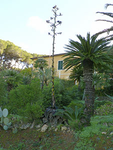 Agaves, cycads and other exotic plants in the Botanical Garden of Ottonella, Portoferraio.