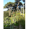 Agavi, aloe e pini domestici nel Giardino Botanico dell'Ottonella, Portoferraio.