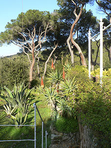 Agavi, aloe e pini domestici nel Giardino Botanico dell'Ottonella, Portoferraio.