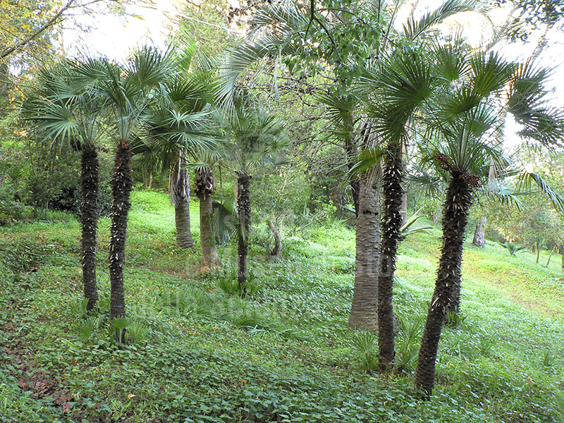 Palm trees in the Botanical Garden of Ottonella, Portoferraio.